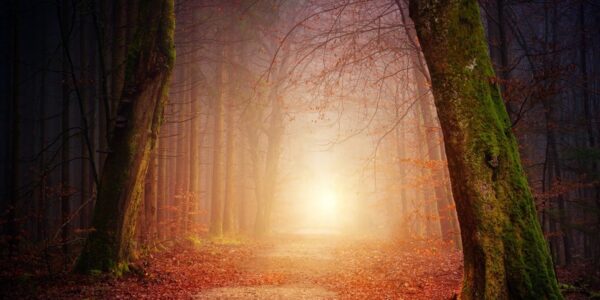 A forest with a glowing yellow light in the distance