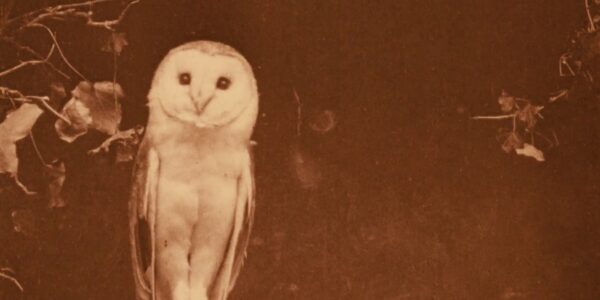 A faded photograph of an owl looking at camera, surrounded by leaves