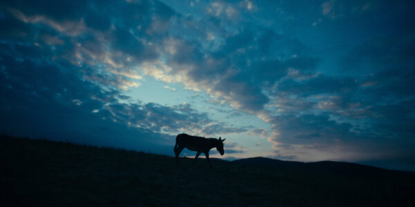 The silhouette of a donkey against a blue horizon