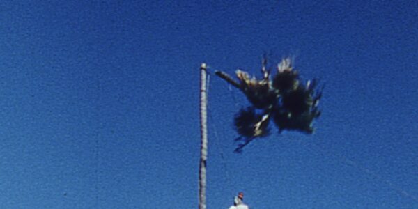 the top of a palm tree broken over a blue sky