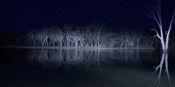 An image of an ominous lake and trees at night