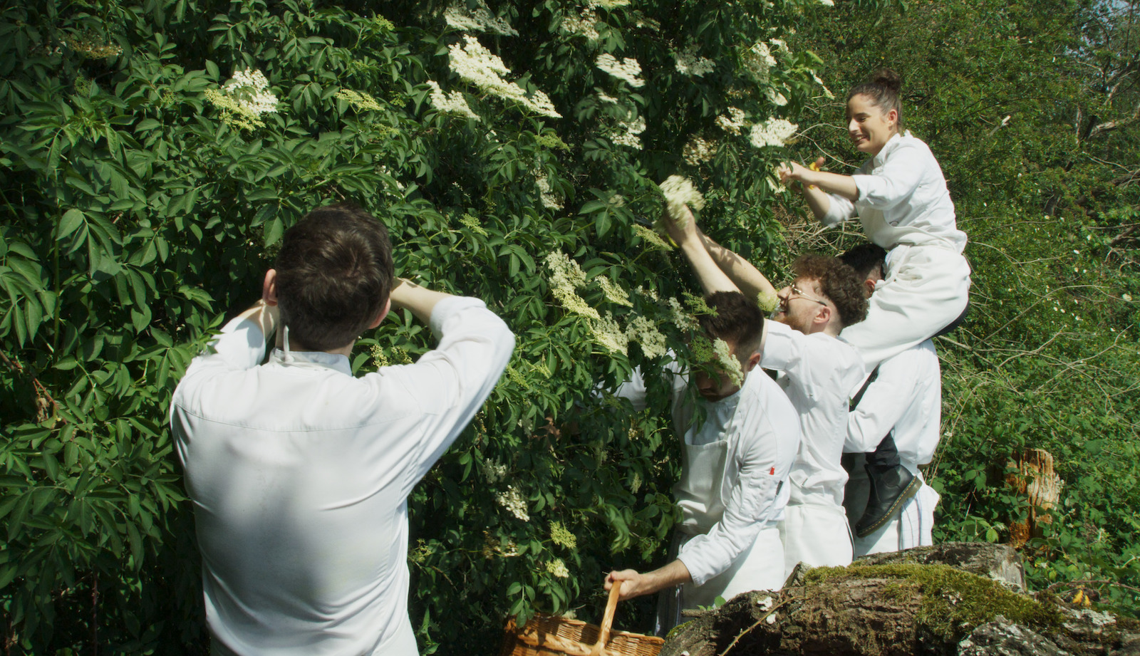 A group of people in chef uniforms smile as they pick herbs from trees
