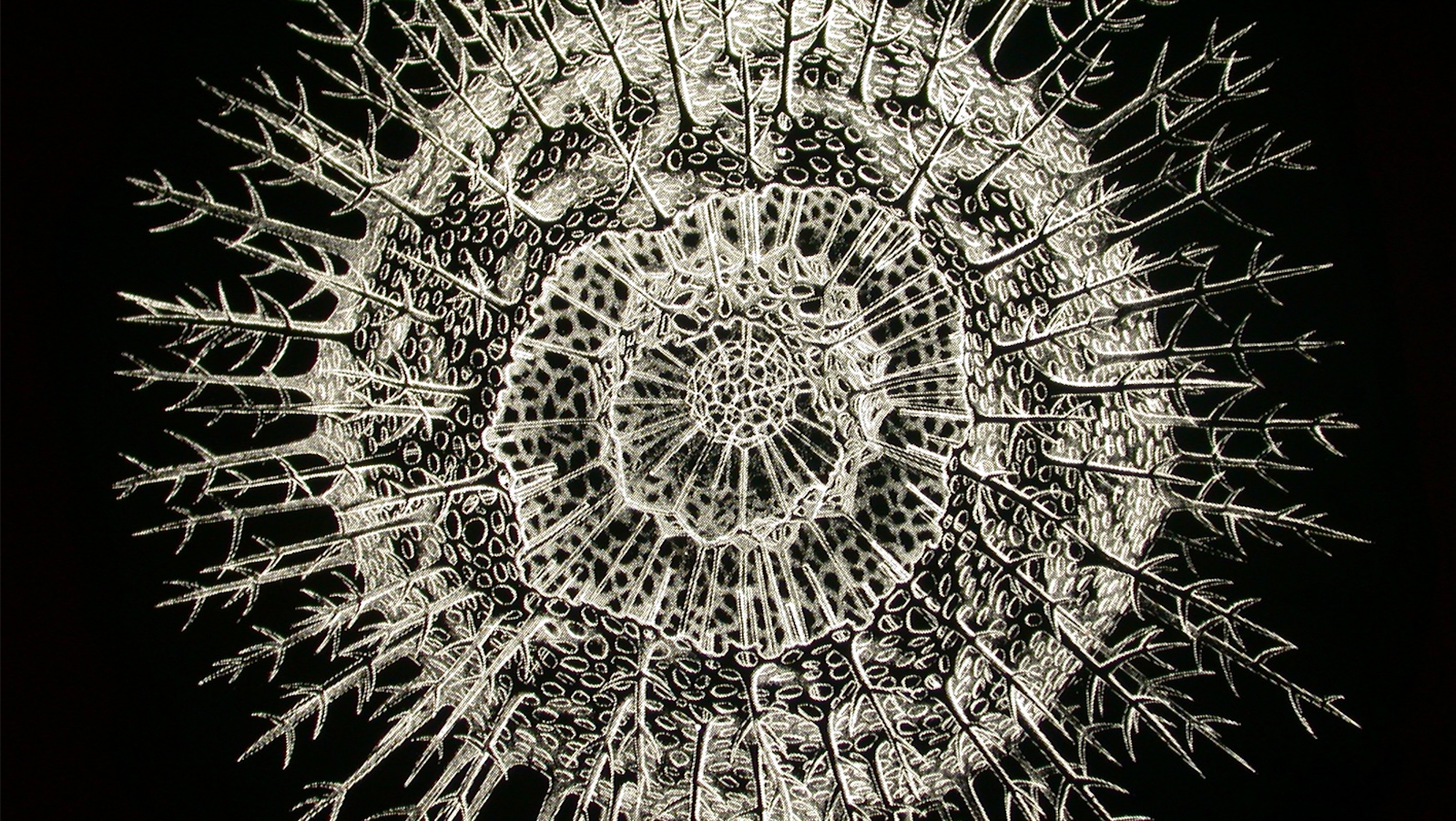 An extreme closeup of a microscopic round protean being in black and white, with fronds and feathers around its circular shape.