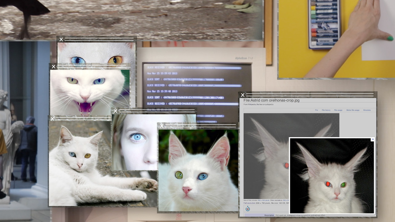 A variety of computer windows showing white cats looking at camera, hovering in front of a retro desktop computer