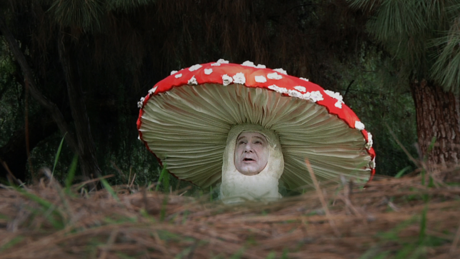 A fanciful image of a mushroom with a red, white-spotted cap and a human face looks up from the ground.
