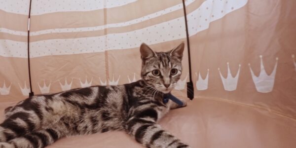 A cute gray cat with black stripes stretches out in a tent adorned with white crowns along the side