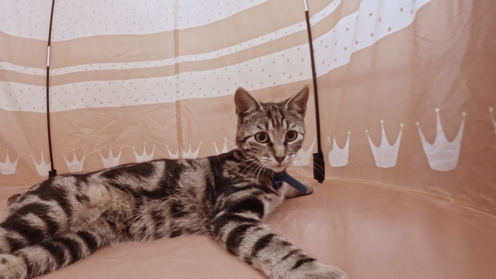 A cute gray cat with black stripes stretches out in a tent adorned with white crowns along the side