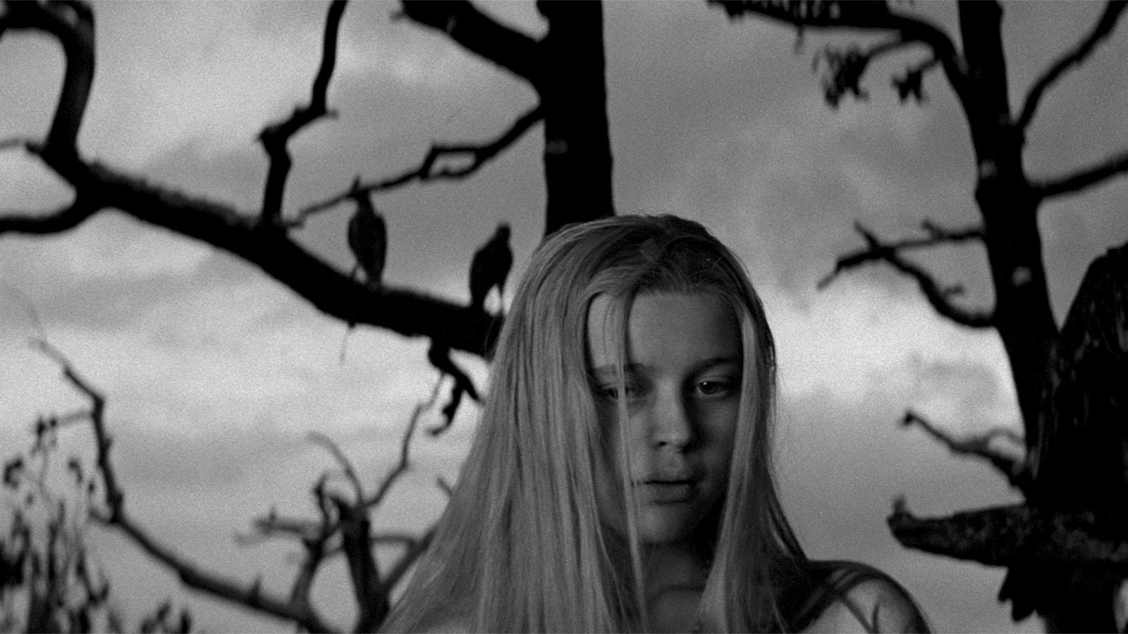 A young blonde long-haired woman stands against a tree with bare branches and birds silhouetted against a gray sky