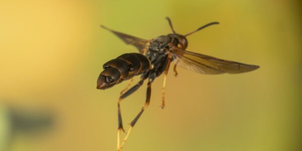Close-up of a wasp in mid-flight.