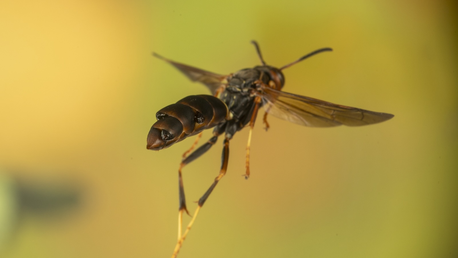 Wasps Close-up of a wasp in mid-flight.