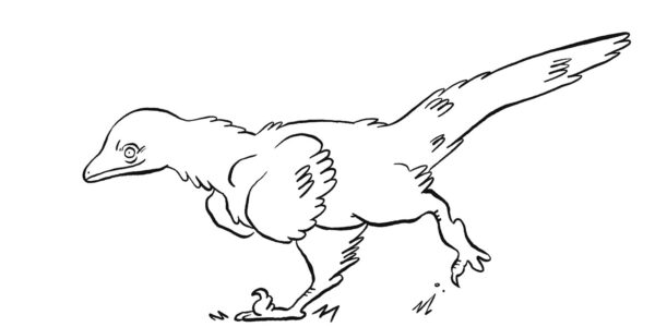 A black and white outlined drawing of a feathered dinosaur.