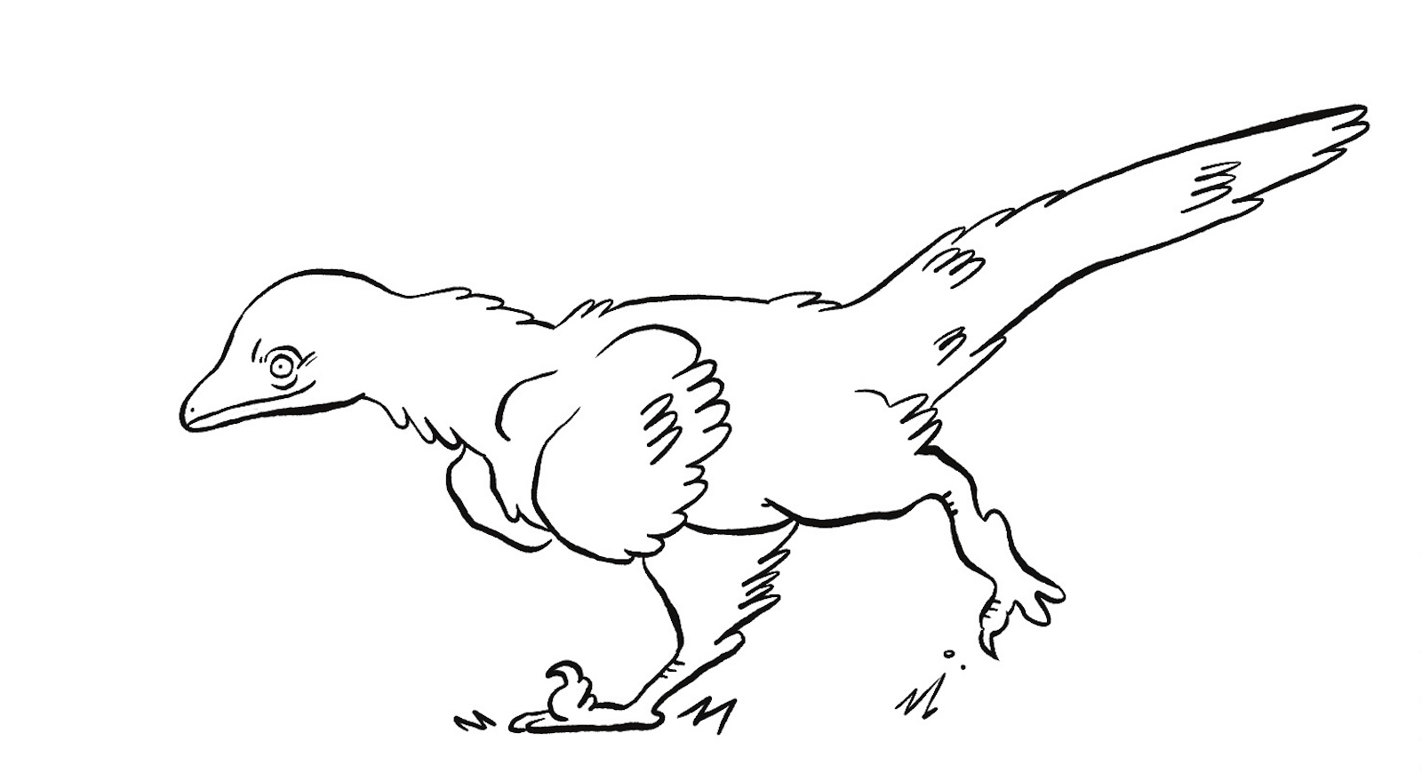 feathered dino RafaelPearl cropped cel1 A black and white outlined drawing of a feathered dinosaur.